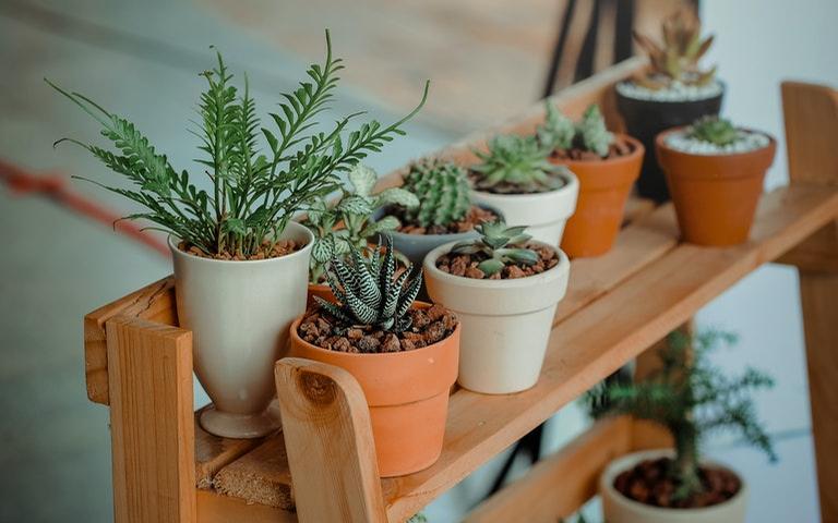 Aumente o astral do ambiente por meio das plantas - Crédito: Min An/Pexels