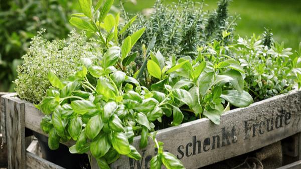 Saiba como fazer uma mini-horta e os benefícios de cada planta
