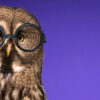 Banner com coruja da floresta engraçada com óculos de professor isolada em um fundo roxo. Símbolo da sabedoria.