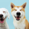 Dois cães sorridentes com expressão feliz e olhos fechados. Isolados no fundo azul.
