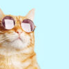 gato de óculos redondo em fundo azul