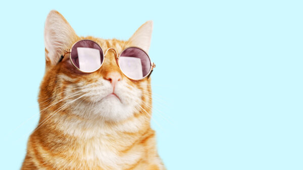 gato de óculos redondo em fundo azul