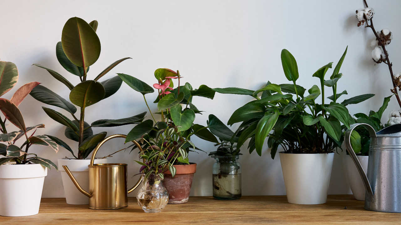 vasos com plantas em casa