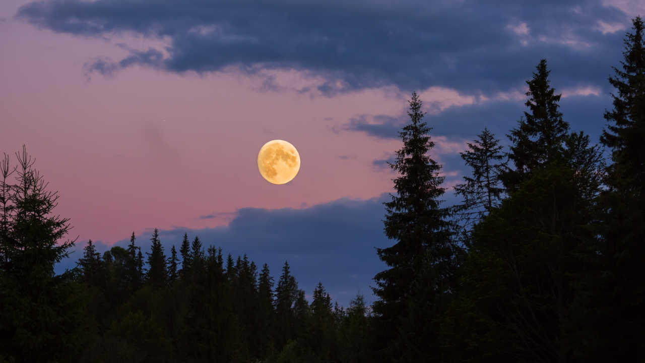 lua cheia vista na floresta