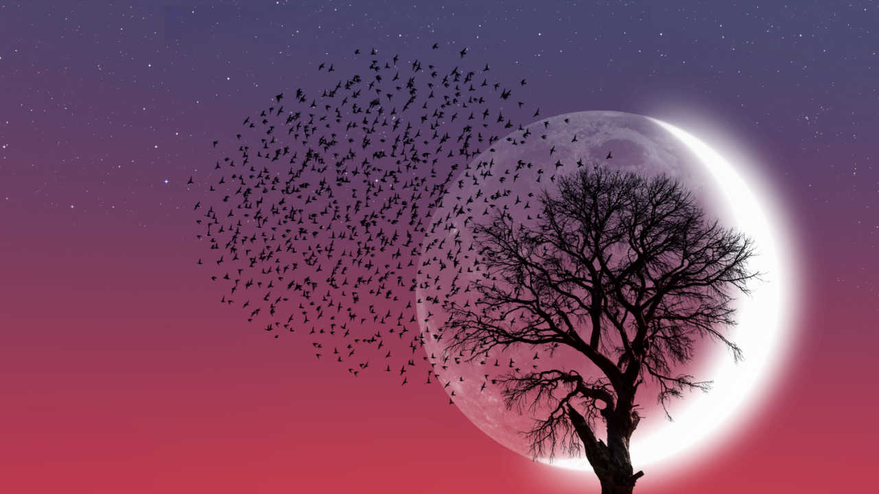 árvore e pássaros com uma lua nova ao fundo