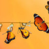 Conceito de transformação ao ilustrar as fases de uma borboleta.