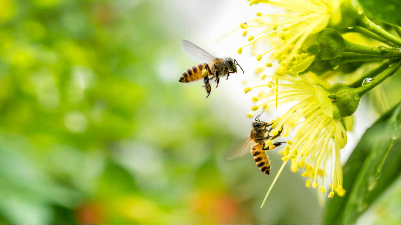abelhas polinizando uma flor