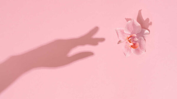 sombra de uma mão tocando uma flor rosa em fundo rosa