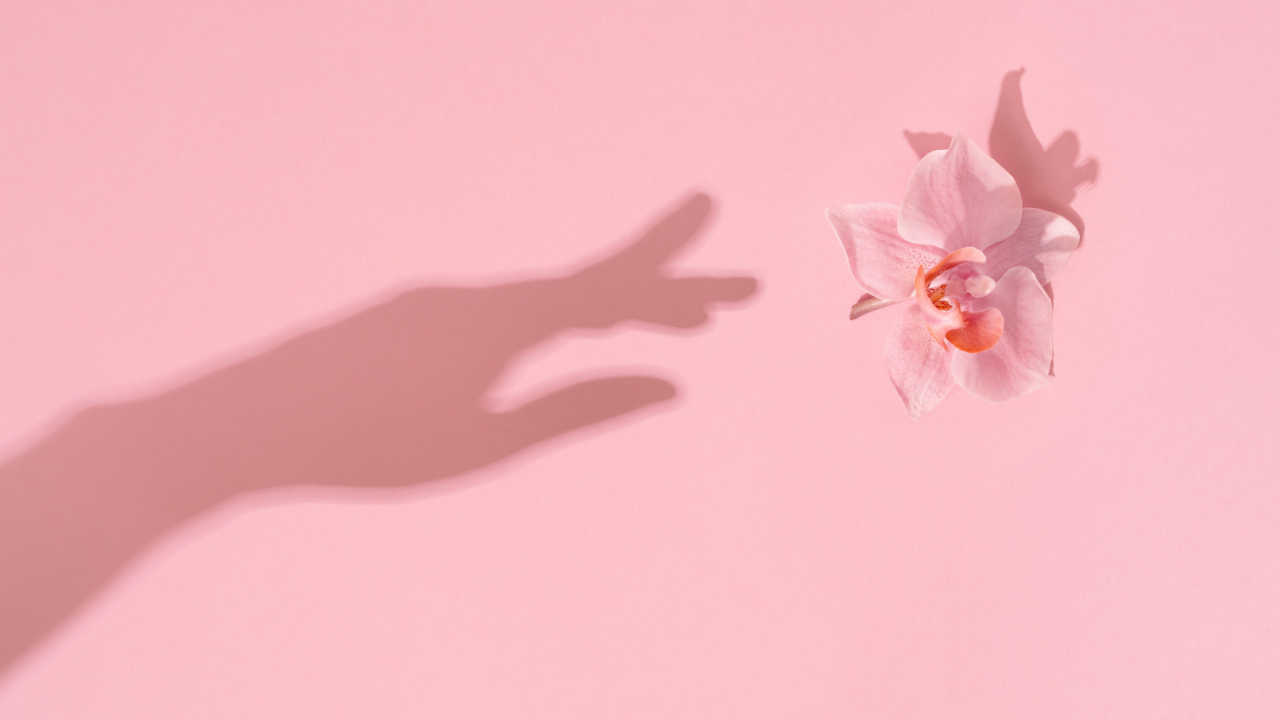 sombra de uma mão tocando uma flor rosa em fundo rosa