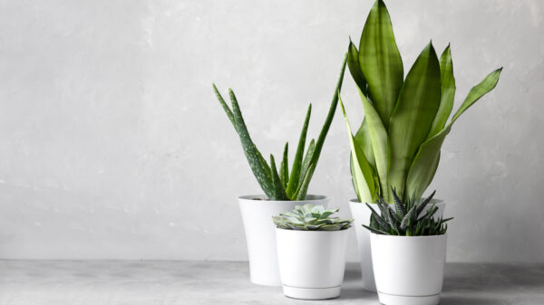 imagem com três vasos brancos com plantas o fundo também é branco