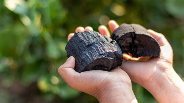duas mãos esticadas segurando dois pedaços de carvão. O fundo são folhas desfocadas
