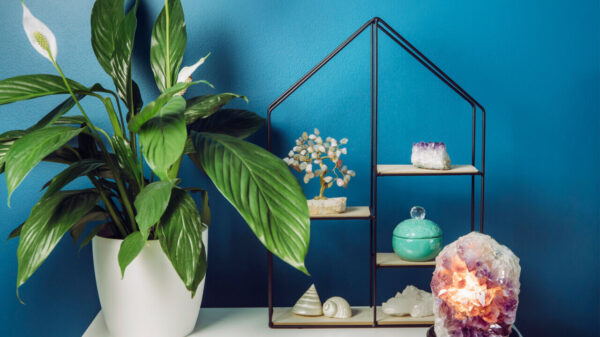 sala de estar com a parede na cor azul. há plantas e cristais em cima da mesa