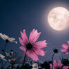lua cheia e flores rosas