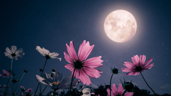 lua cheia e flores rosas