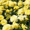 plantação de rosas amarelas