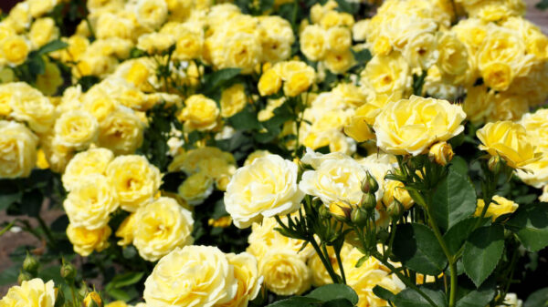 plantação de rosas amarelas