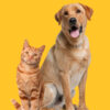 À direita há um gato e à esquerda um cachorro. eles estão lada a lado. o fundo é amarelo