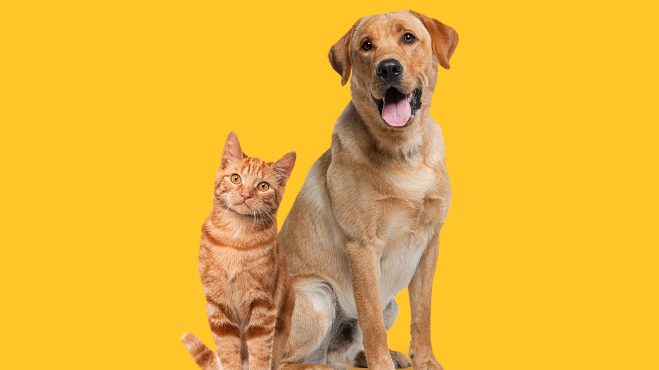 À direita há um gato e à esquerda um cachorro. eles estão lada a lado. o fundo é amarelo