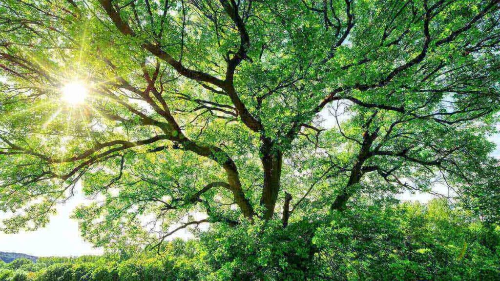 Sonhar com árvore é segurança material? Confira os significados