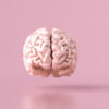 Modelo anatômico do cérebro humano; vista frontal.