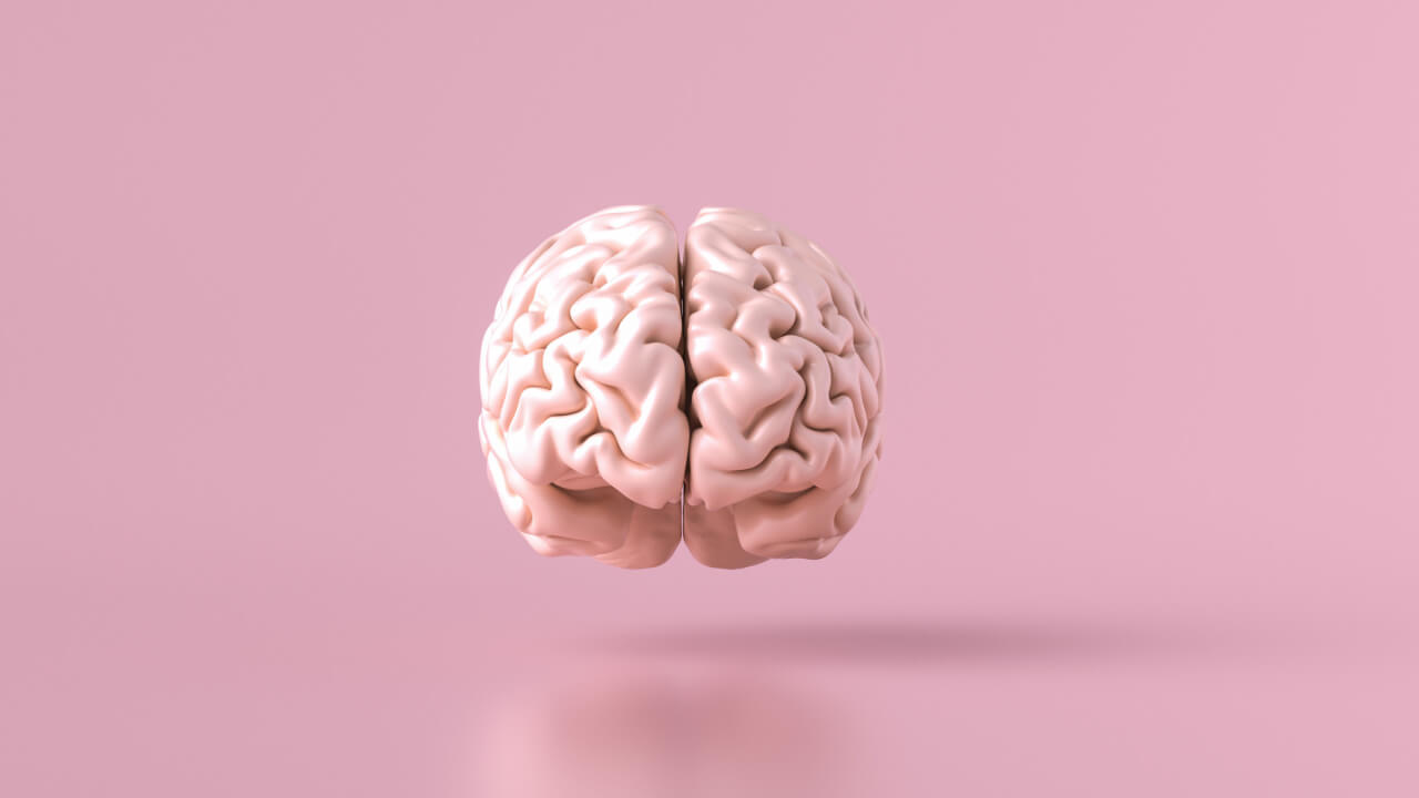Modelo anatômico do cérebro humano; vista frontal.