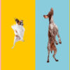 Cães e um gato pulando, brincando, voando, parecendo felizes, isolados em fundos coloridos de estúdios.