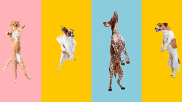 Cães e um gato pulando, brincando, voando, parecendo felizes, isolados em fundos coloridos de estúdios.