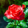 foto de uma rosa vermelha com o fundo de folhas verde desfocado