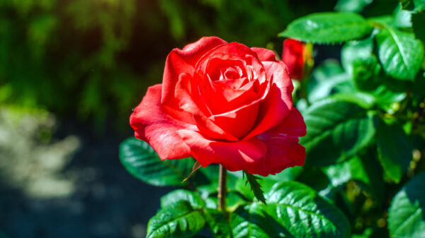 foto de uma rosa vermelha com o fundo de folhas verde desfocado
