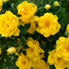 fotografia de uma plantação de rosas amarelas