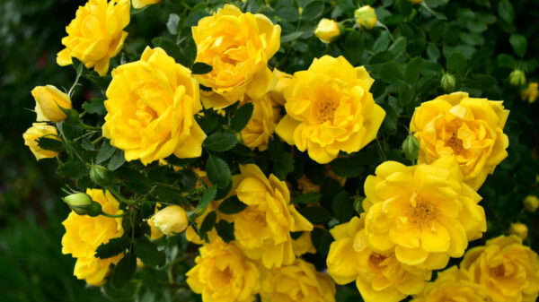 fotografia de uma plantação de rosas amarelas