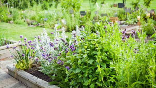 fotografia de um pequeno jardim com uma variedade de ervas plantadas
