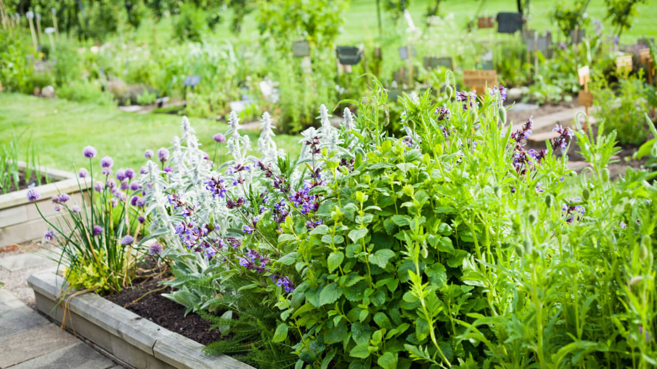 fotografia de um pequeno jardim com uma variedade de ervas plantadas