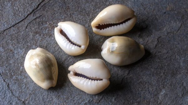 Pequenas conchas do mar chamadas Búzio (Búzio), de nome científico Cypraea Moneta.