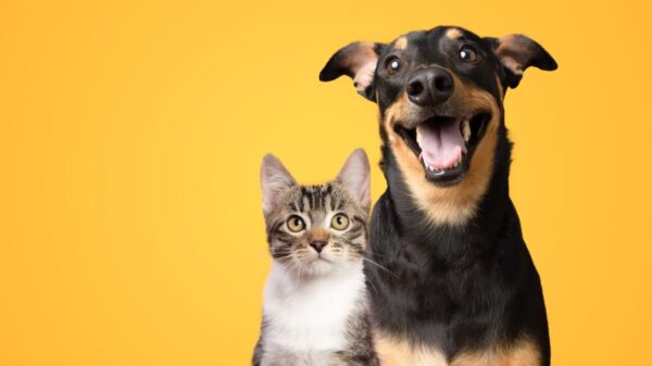 Retrato de um cachorro e um gato juntos em um fundo amarelo isolado.