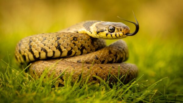 fotografia de uma cobra em um campo