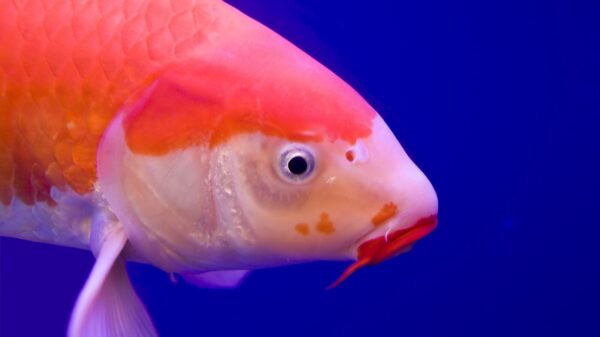 fotografia de um peixe laranja em água bem azul