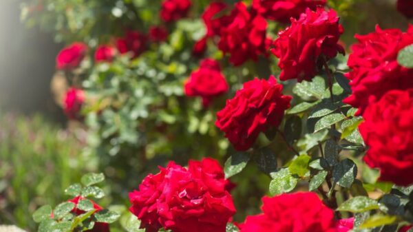 fotografia de um jardim de rosas vermelhas que podem ser usadas para atrair um novo amor