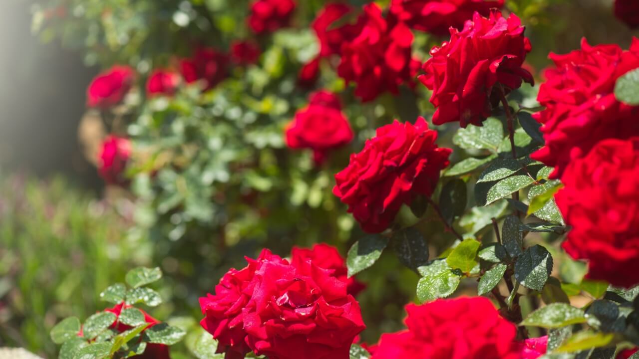 fotografia de um jardim de rosas vermelhas que podem ser usadas para atrair um novo amor