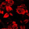 rosas vermelhas de padilha