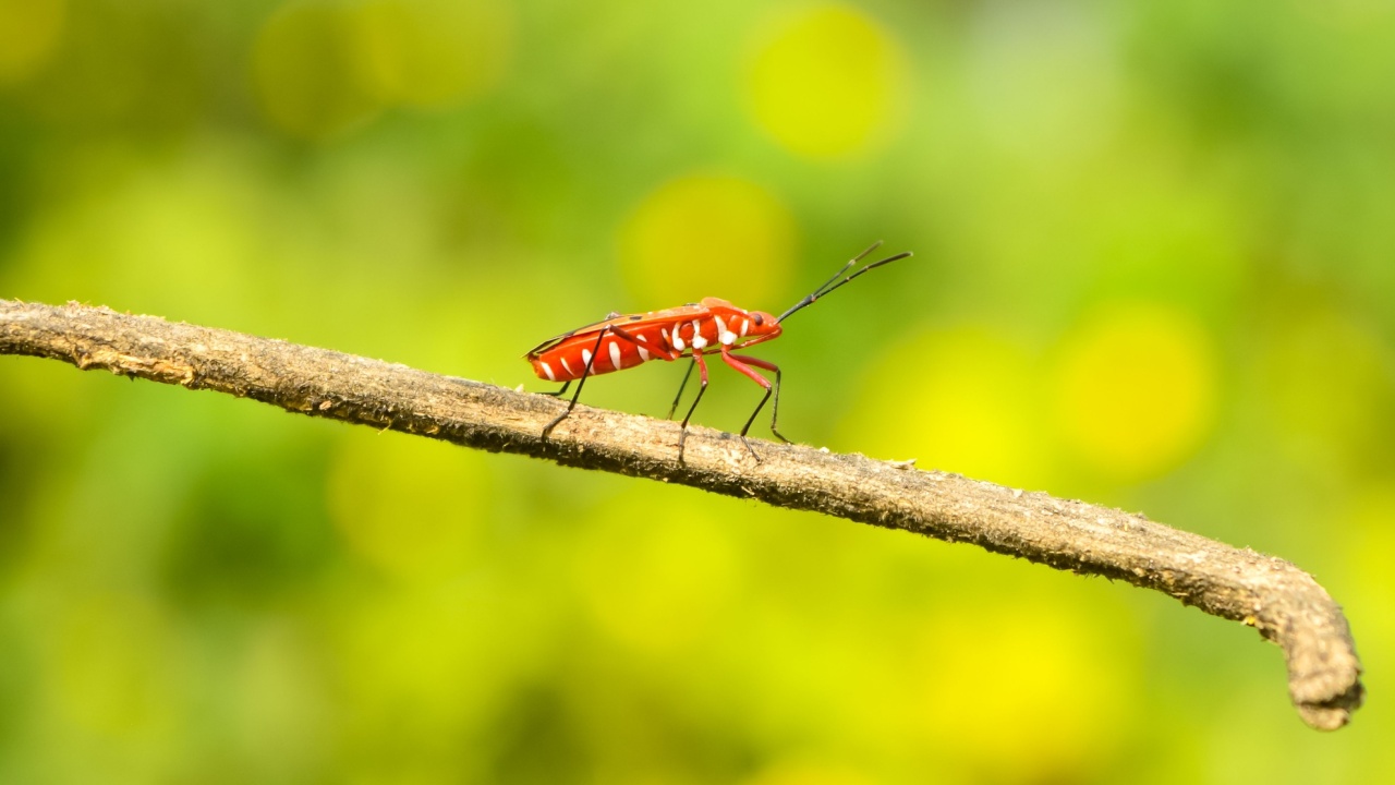 fotografia de um inseto em um galho em fundo verde desfocado