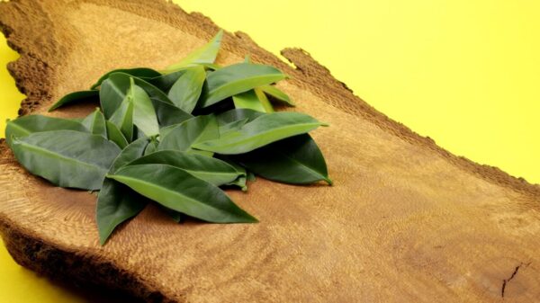 fotografia da planta ora-pro-nóbis em cima de uma tábua de madeira em fundo amarelo