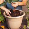 Mulher replantando flores e plantando plantas. Conceito de cuidados com plantas de casa.