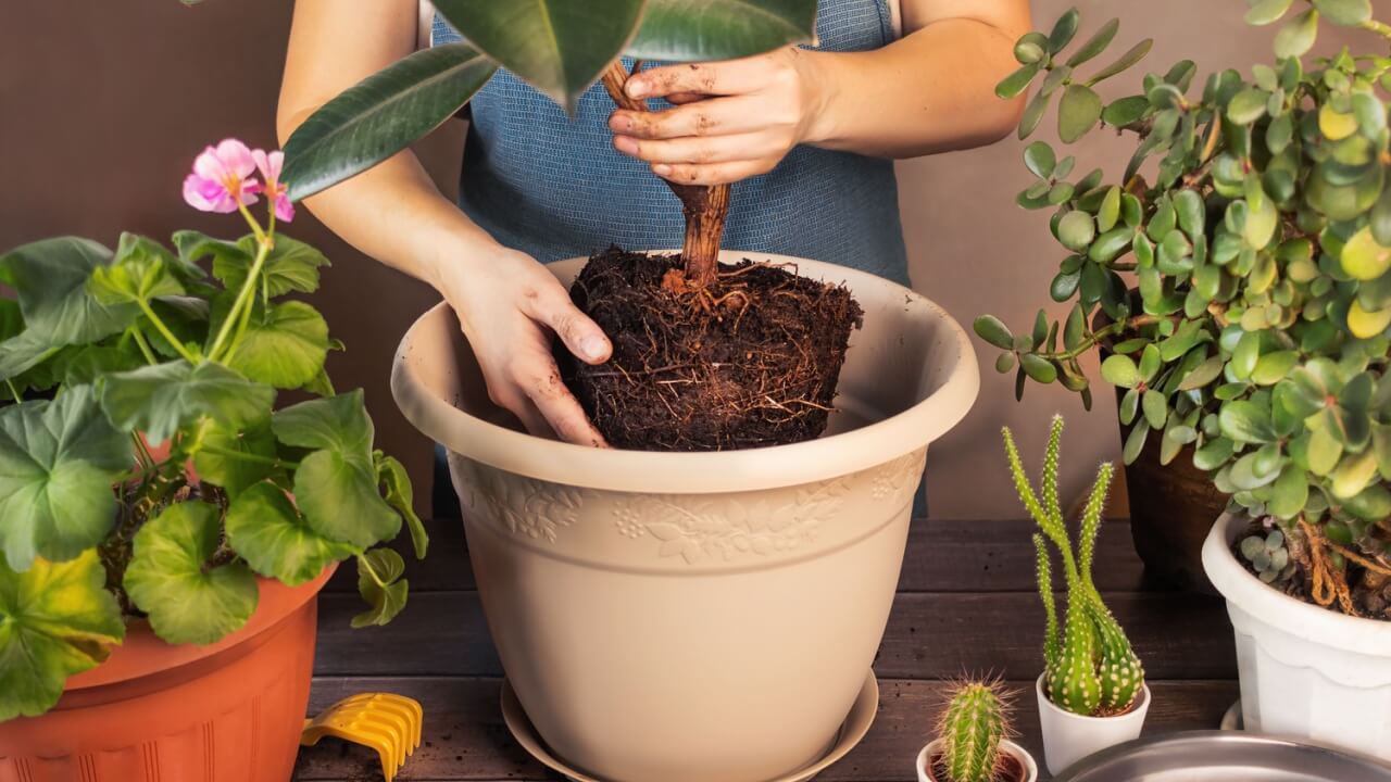 Mulher replantando flores e plantando plantas. Conceito de cuidados com plantas de casa.