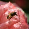 fotografia de uma abelha pousada em uma rosa cor-de-rosa