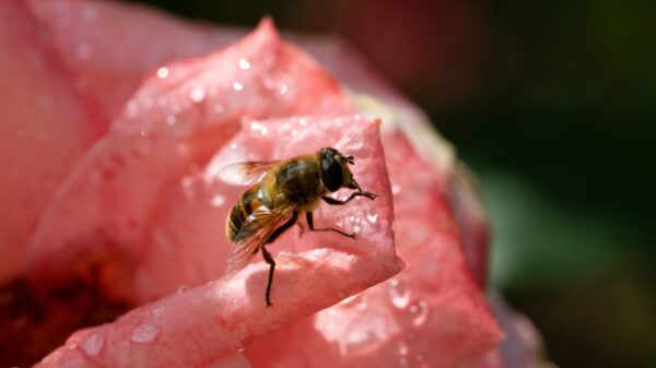 fotografia de uma abelha pousada em uma rosa cor-de-rosa