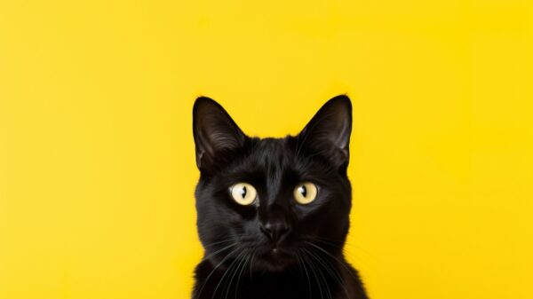 gato preto em um fundo amarelo