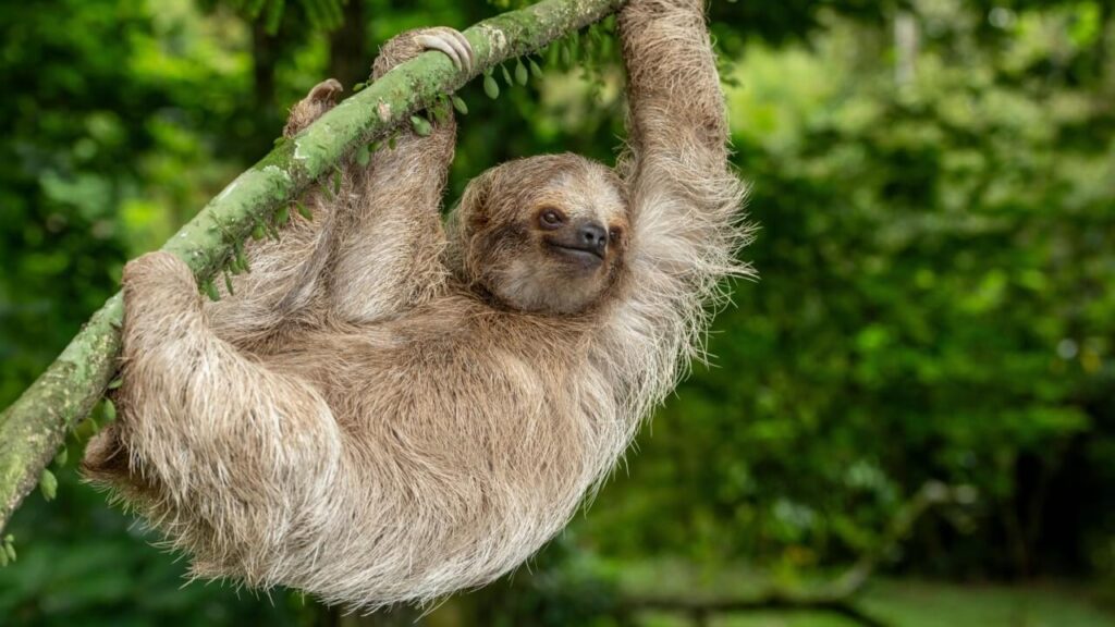 foto de um bicho preguiça na natureza