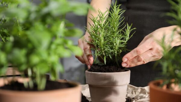 Plantas que atraem dinheiro e prosperidade