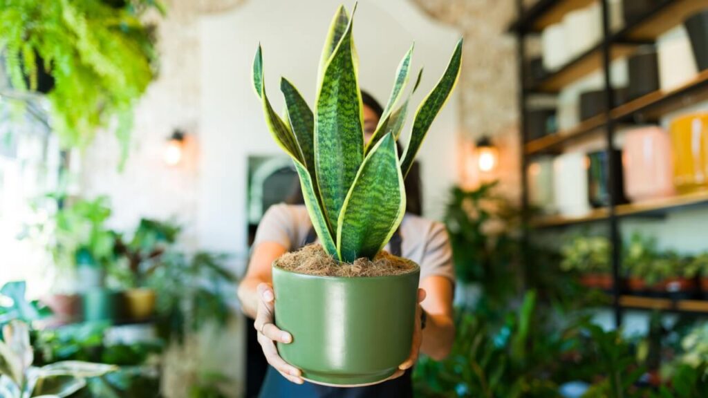 foto de uma mulher desfocada segurando um vaso verde de planta em um local fechado e com várias vasos de plantas